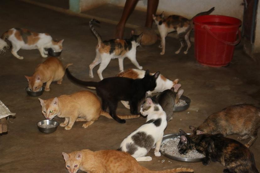 Cat rescue