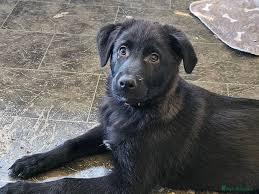 Photo of Buddy