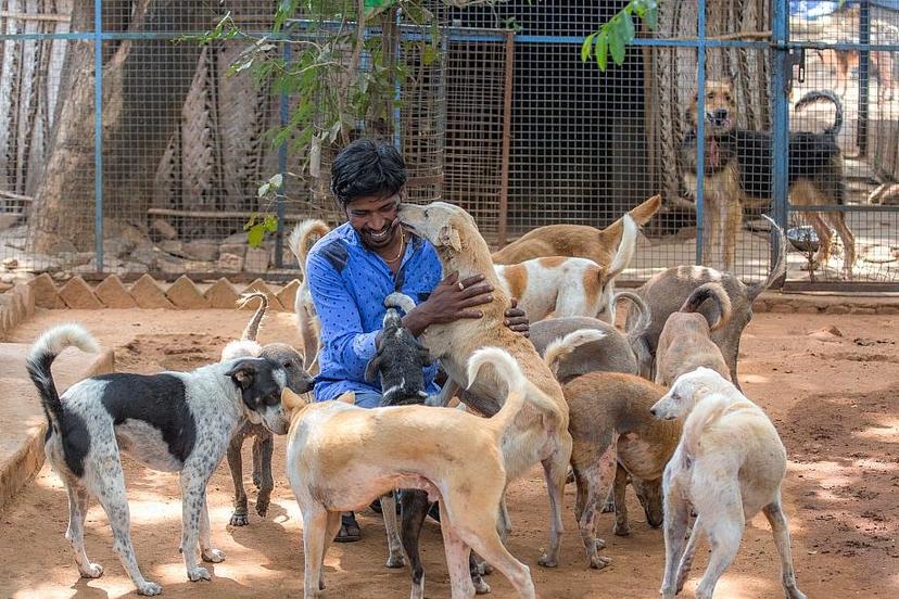 Dog rescue